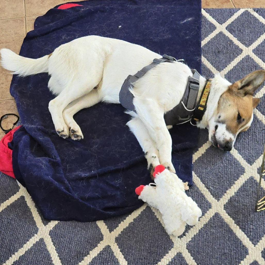 Ringo D67635 (Sponsored), a Adoptable mixed breed in Minnetonka, MN image 5/6