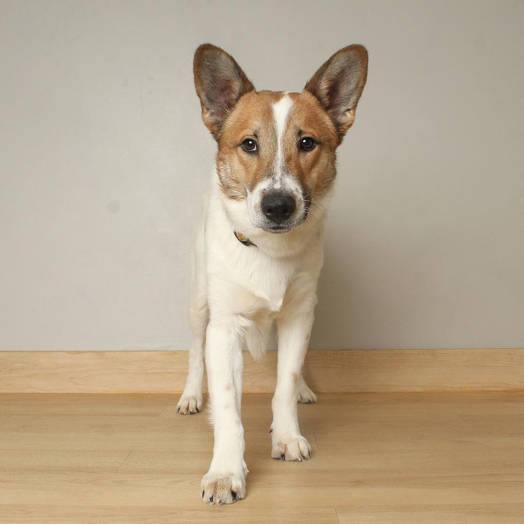 Ringo D67635 (Sponsored), a Adoptable mixed breed in Minnetonka, MN image 6/6