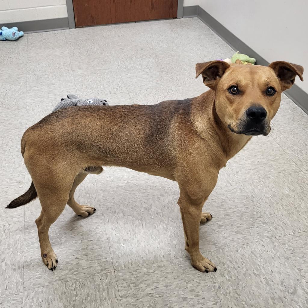 Vorhees, a Adoptable mixed breed in Concord, NC image 1/6