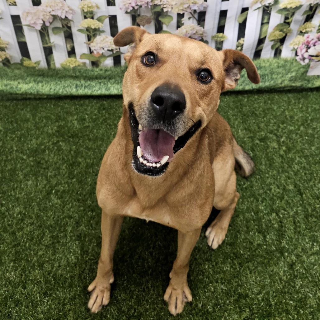 Vorhees, a Adoptable mixed breed in Concord, NC image 2/6