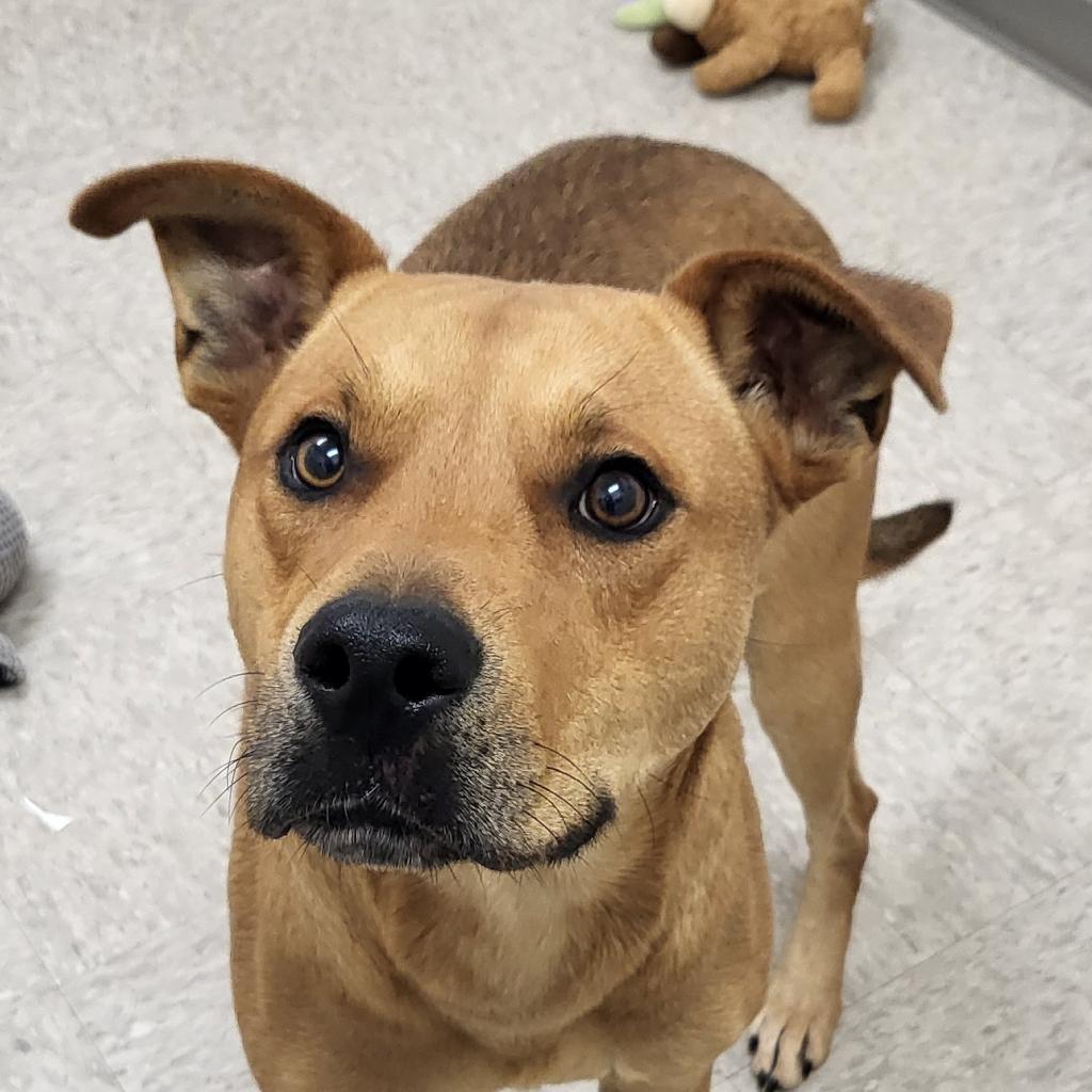 Vorhees, a Adoptable mixed breed in Concord, NC image 3/6