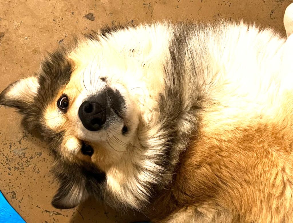 Prince, Adoptable, Adult Male Collie & Shepherd.