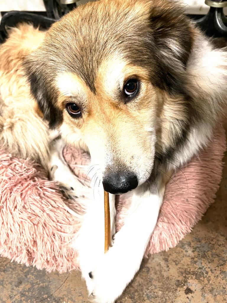 Prince, Adoptable, Adult Male Collie & Shepherd.