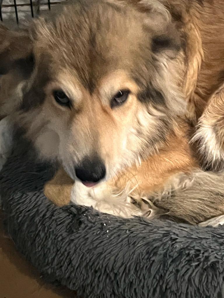 Prince, a Adoptable mixed breed in Farmersville, TX image 3/6