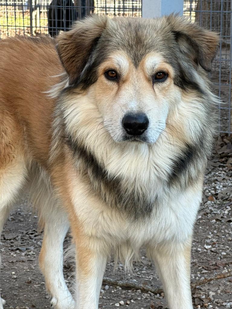 Prince, a Adoptable mixed breed in Farmersville, TX image 4/6