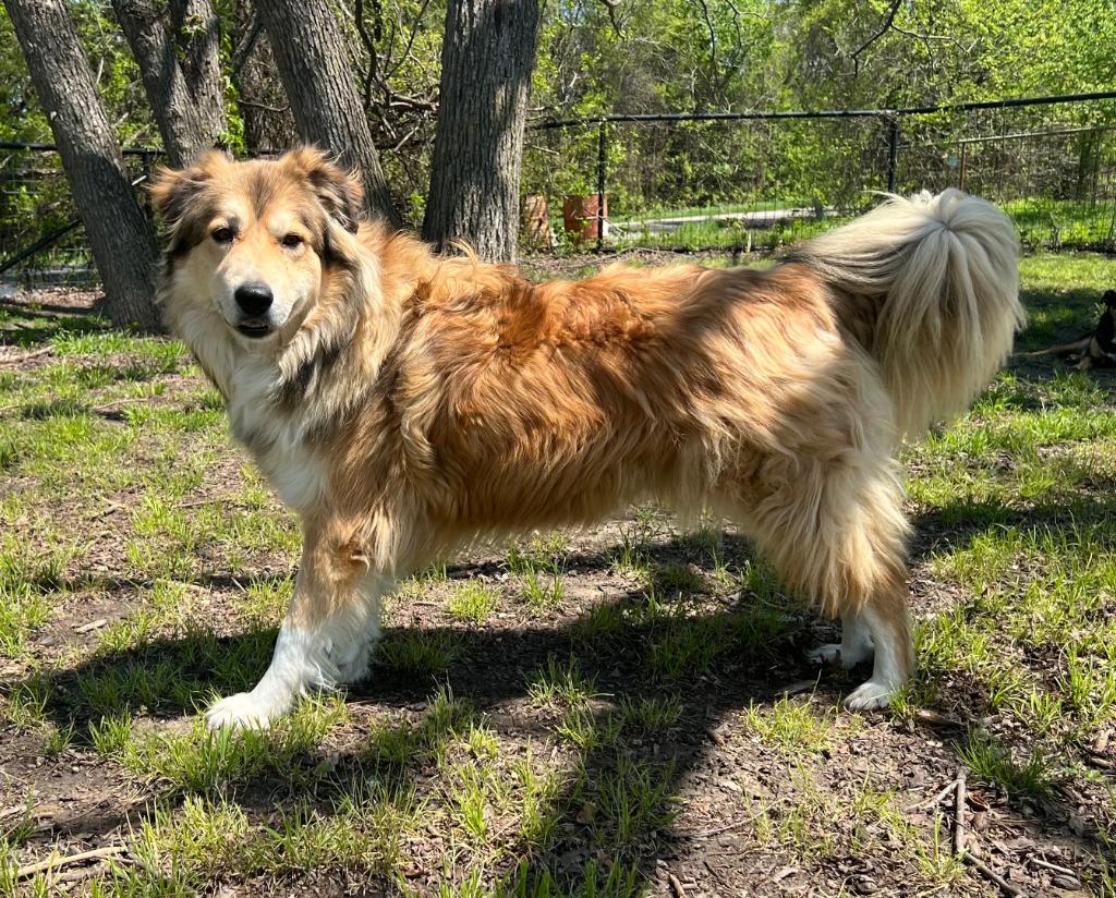 Prince, a Adoptable mixed breed in Farmersville, TX image 5/6