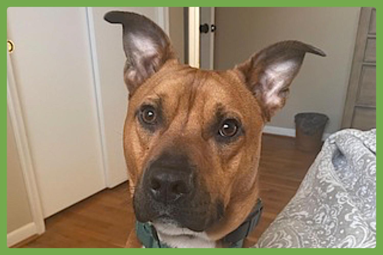 Milo, Adult Male Pit Bull Terrier