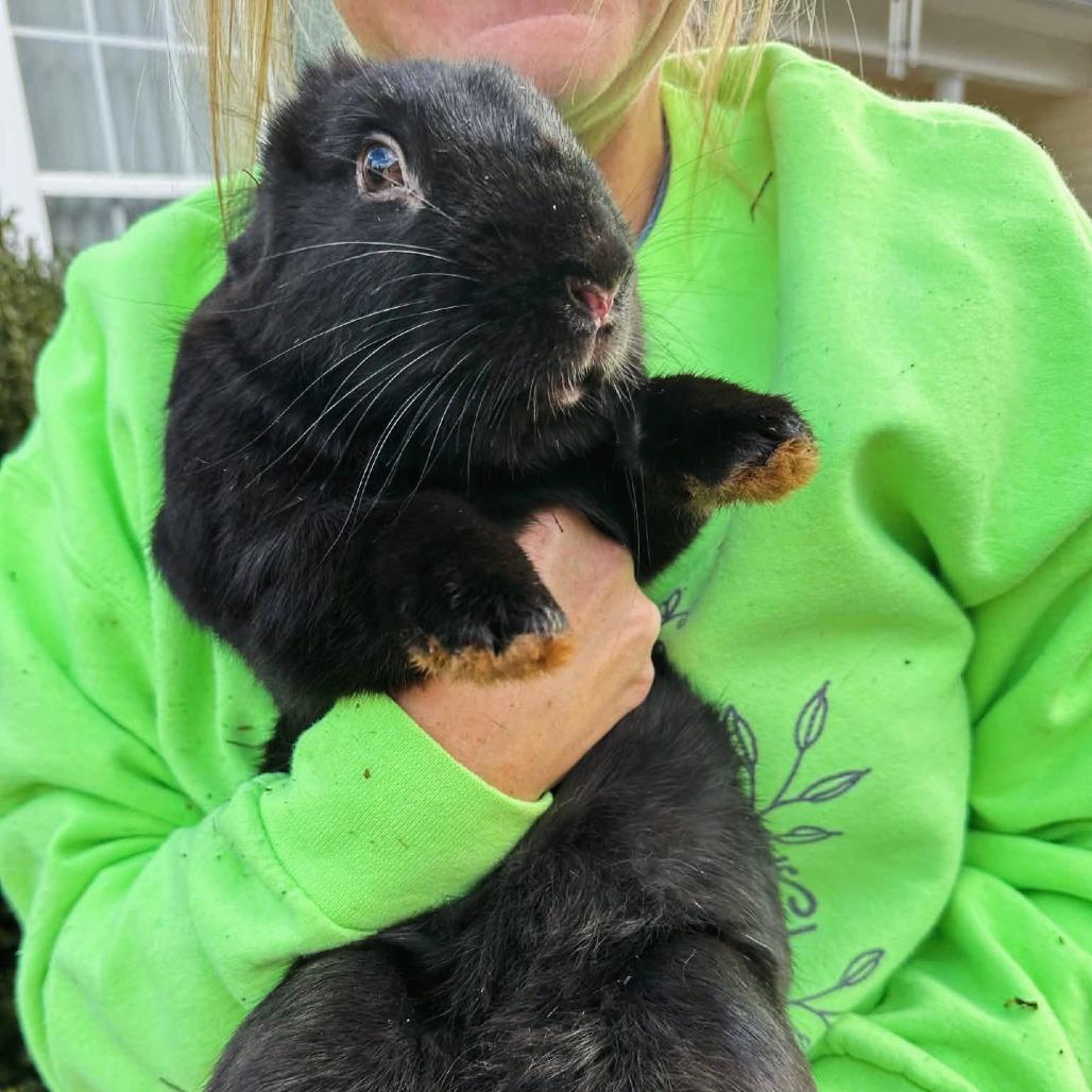 Wish, Adoptable, Adult Male Lionhead.