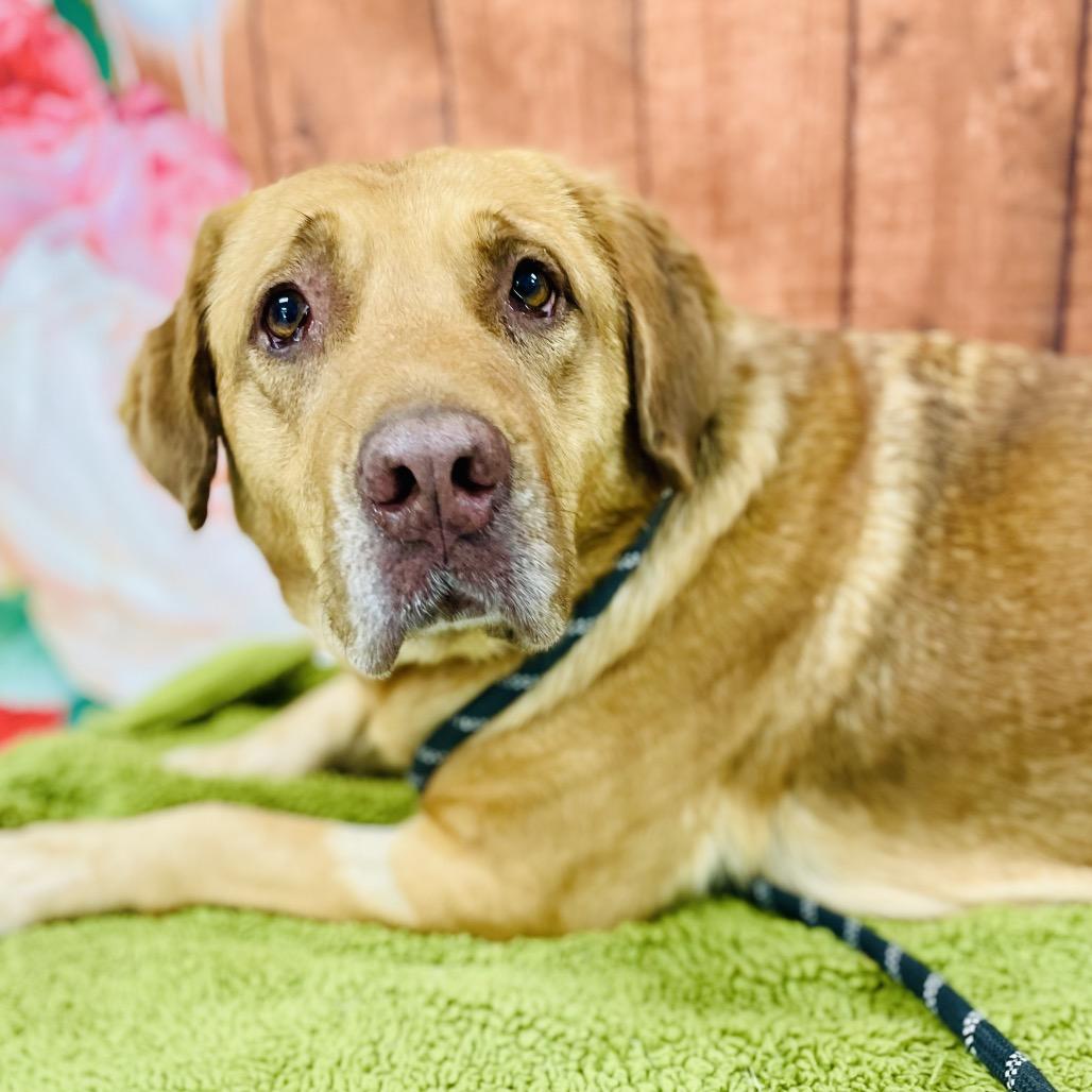 Maggie, Adoptable, Adult Female Labrador Retriever.