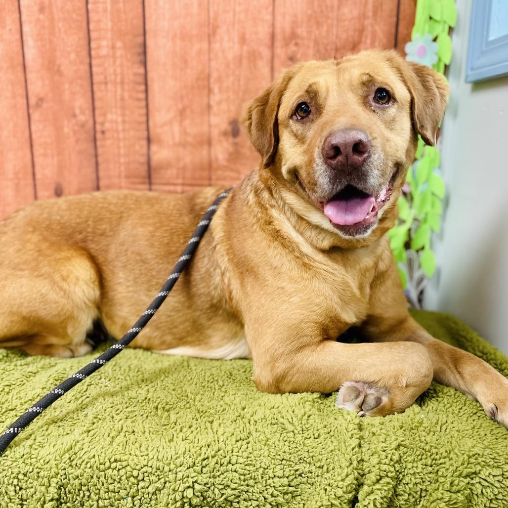 Enlarge Maggie, a Adoptable Labrador Retriever in Lebanon, MO image 2/4