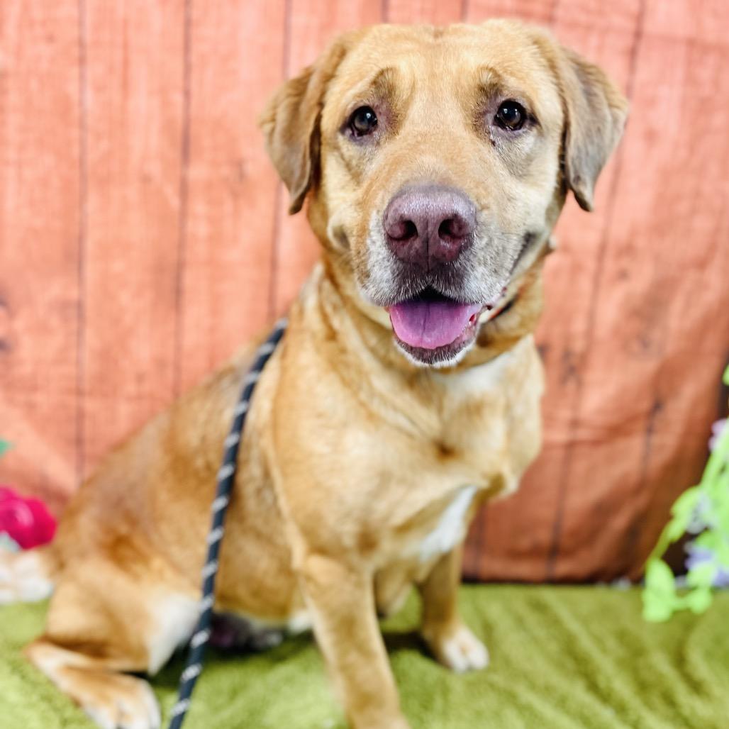 Enlarge Maggie, a Adoptable Labrador Retriever in Lebanon, MO image 3/4