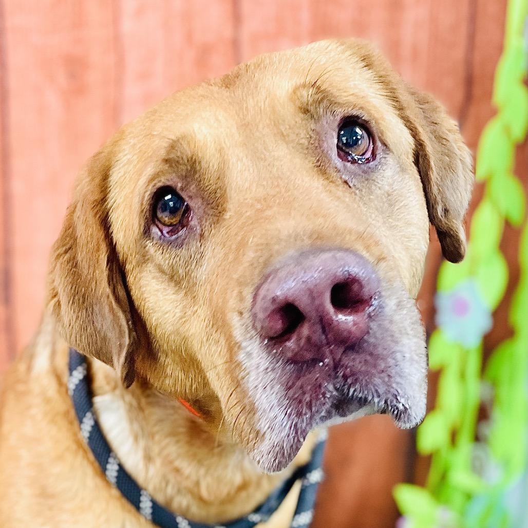 Enlarge Maggie, a Adoptable Labrador Retriever in Lebanon, MO image 4/4