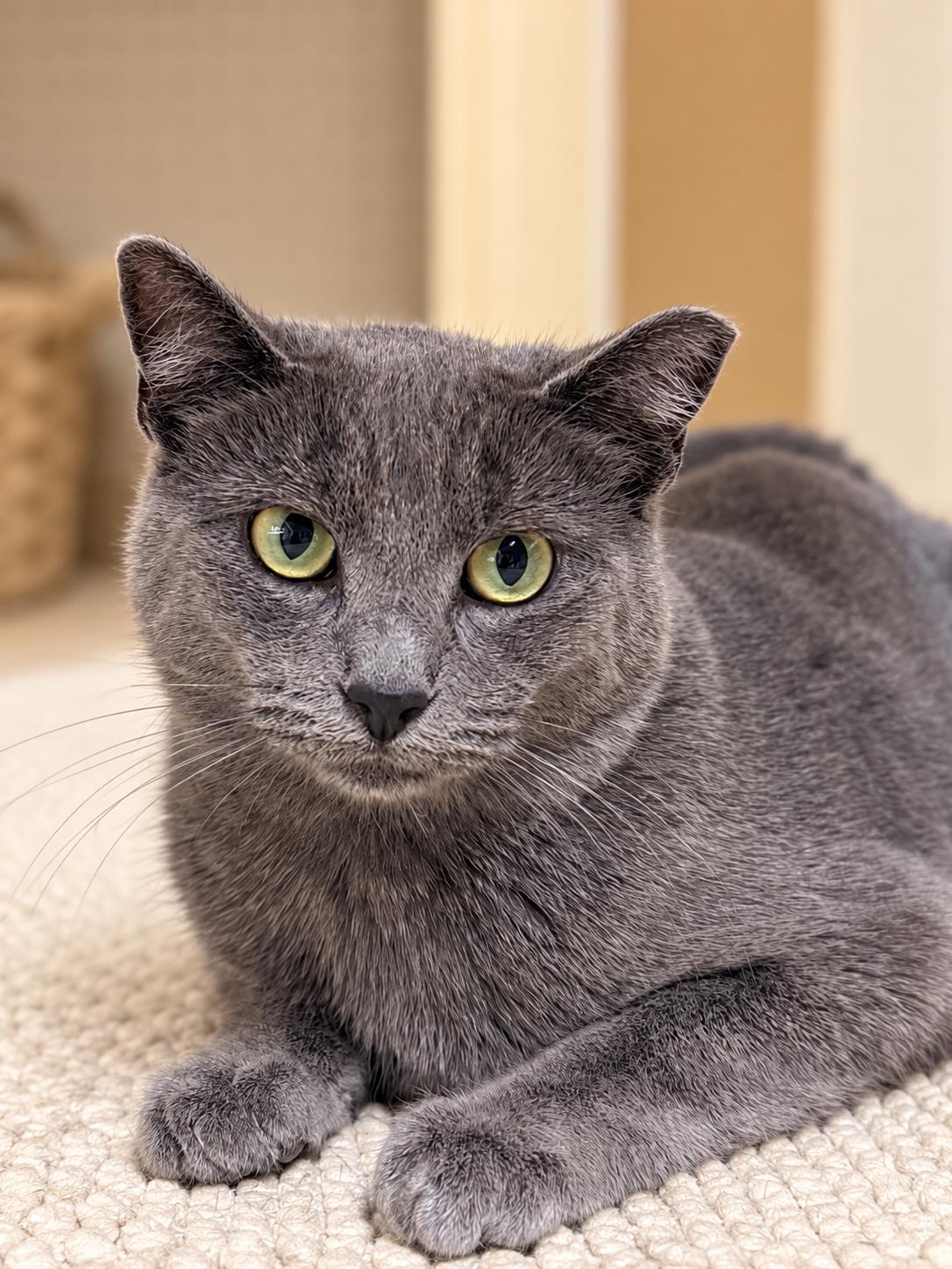 Enlarge Katie Napa Petco, a Adoptable Russian Blue in Napa, CA image 2/3