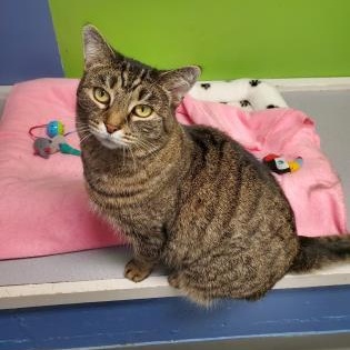 Enlarge Skittles, an adopted Domestic Short Hair in Worcester, MA image 1/1