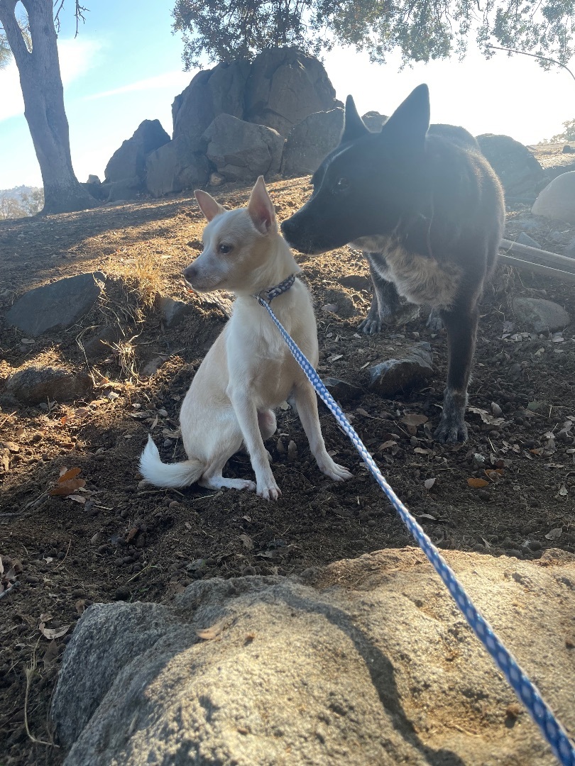 Baker, a Adoptable mixed breed in Fresno, CA image 1/3