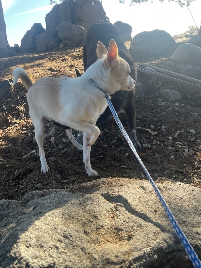 Baker, a Adoptable mixed breed in Fresno, CA image 2/3