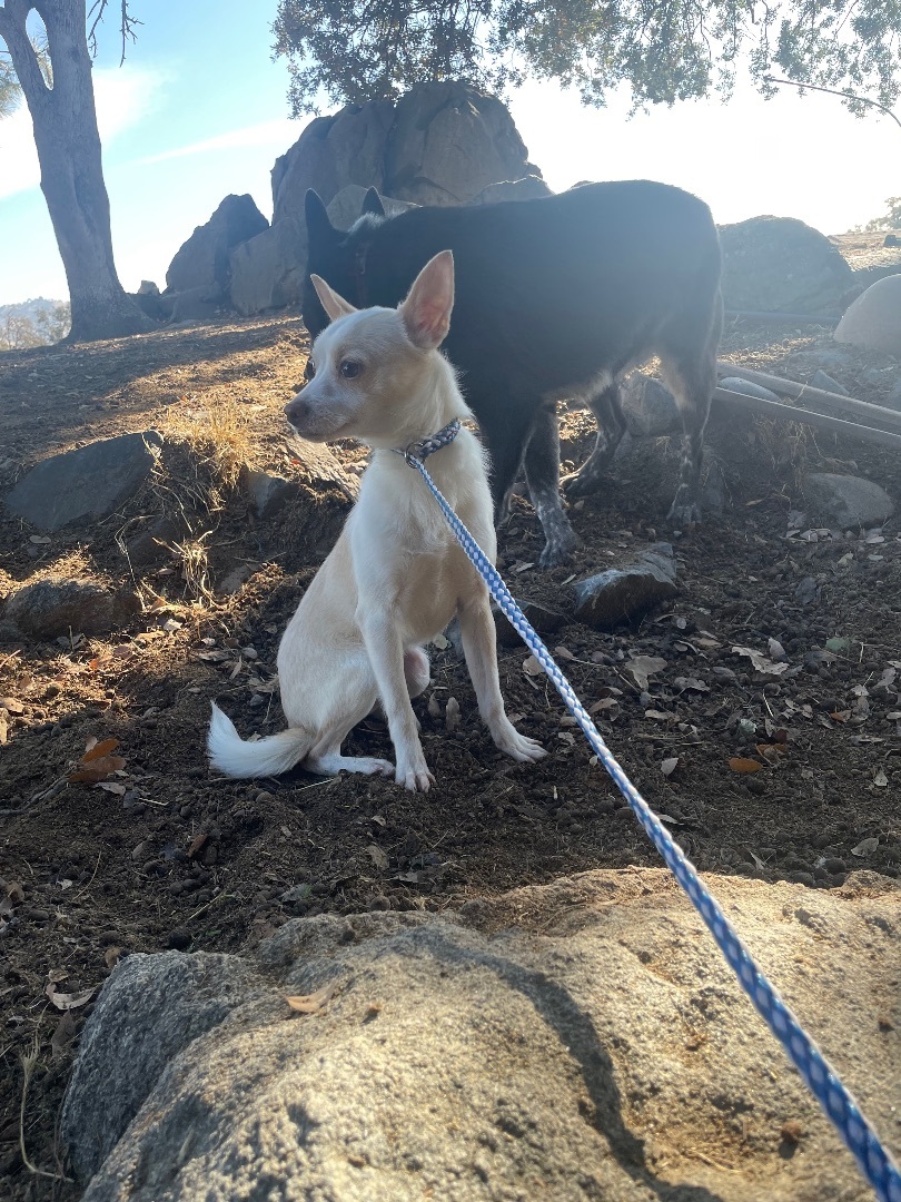 Baker, a Adoptable mixed breed in Fresno, CA image 3/3