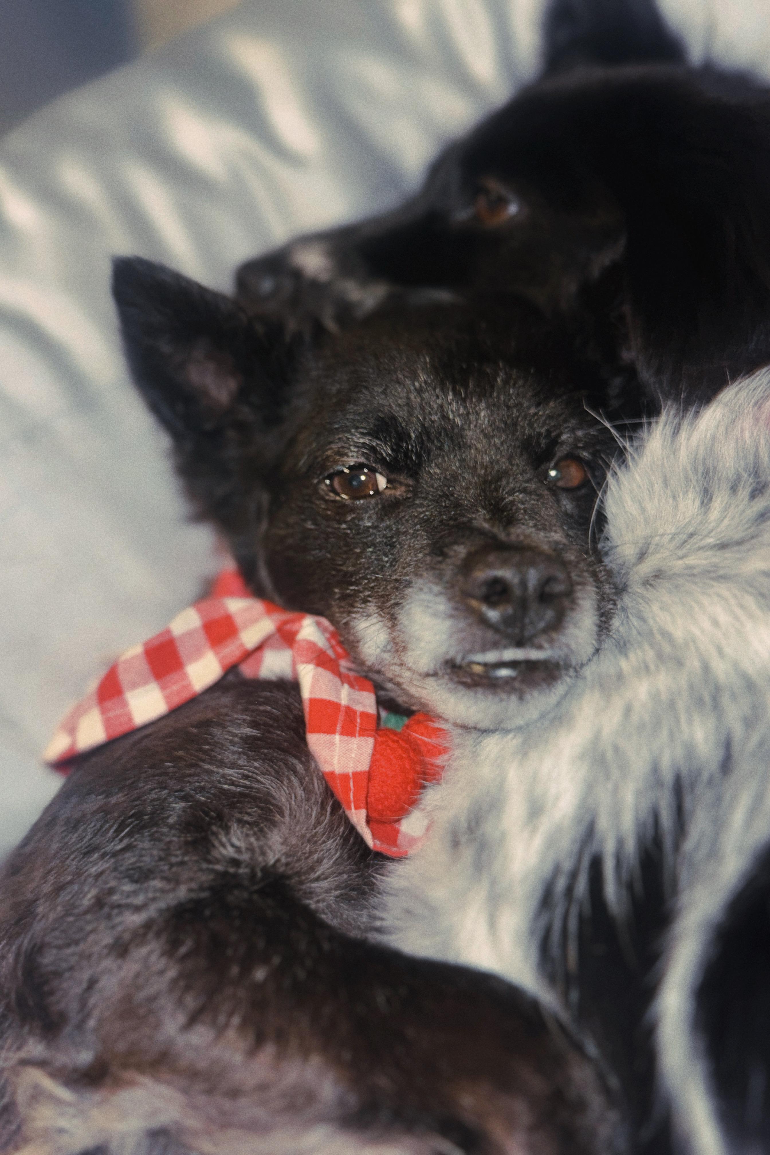 Enchilada aka Lada, an adoptable Jindo, Chihuahua in Colorado Springs, CO, 80924 | Photo Image 3