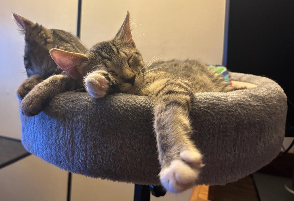 Mambo (and Granola), Adoptable, Kitten Male Domestic Short Hair.