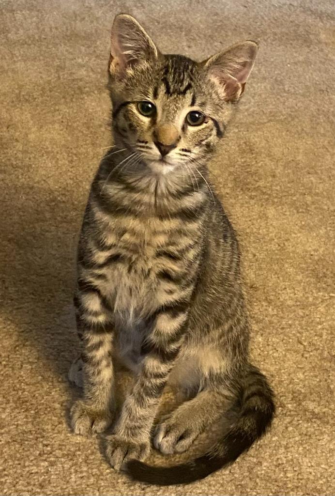Enlarge Mambo (and Granola), a Adoptable mixed breed in Shoreline, WA image 3/3