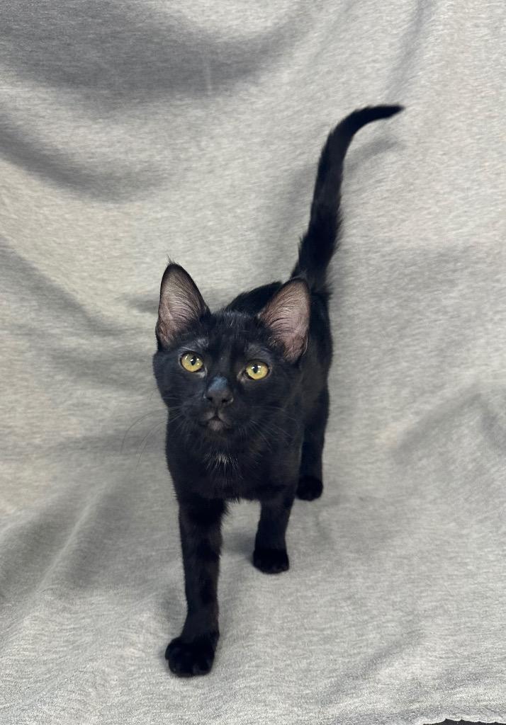 Birdie, Adoptable, Kitten Female Domestic Short Hair.