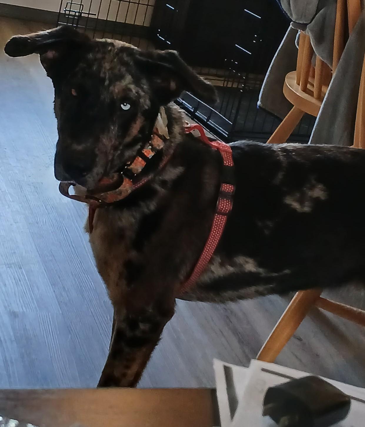 Maggie