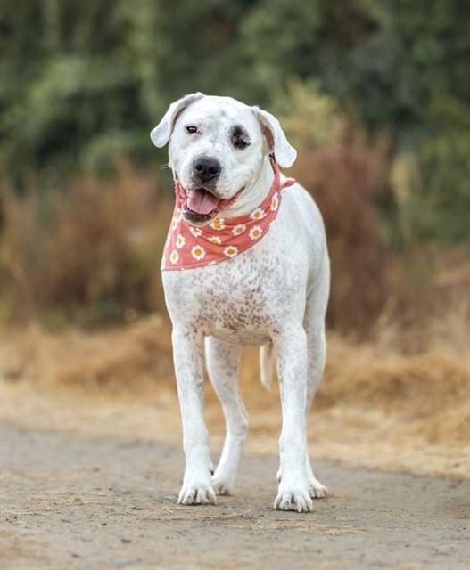 MILLIE, Adoptable, Adult Female Dogo Argentino.