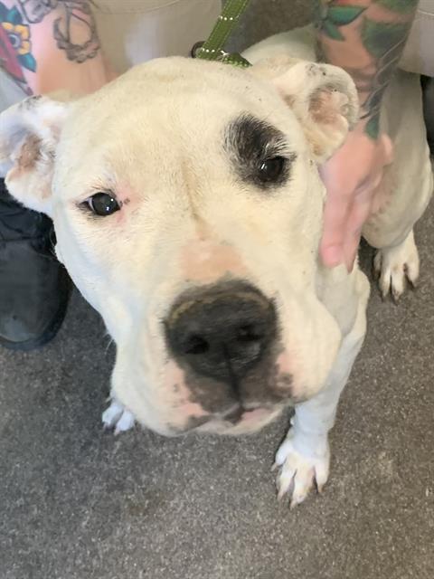 MILLIE, Adoptable, Adult Female Dogo Argentino.