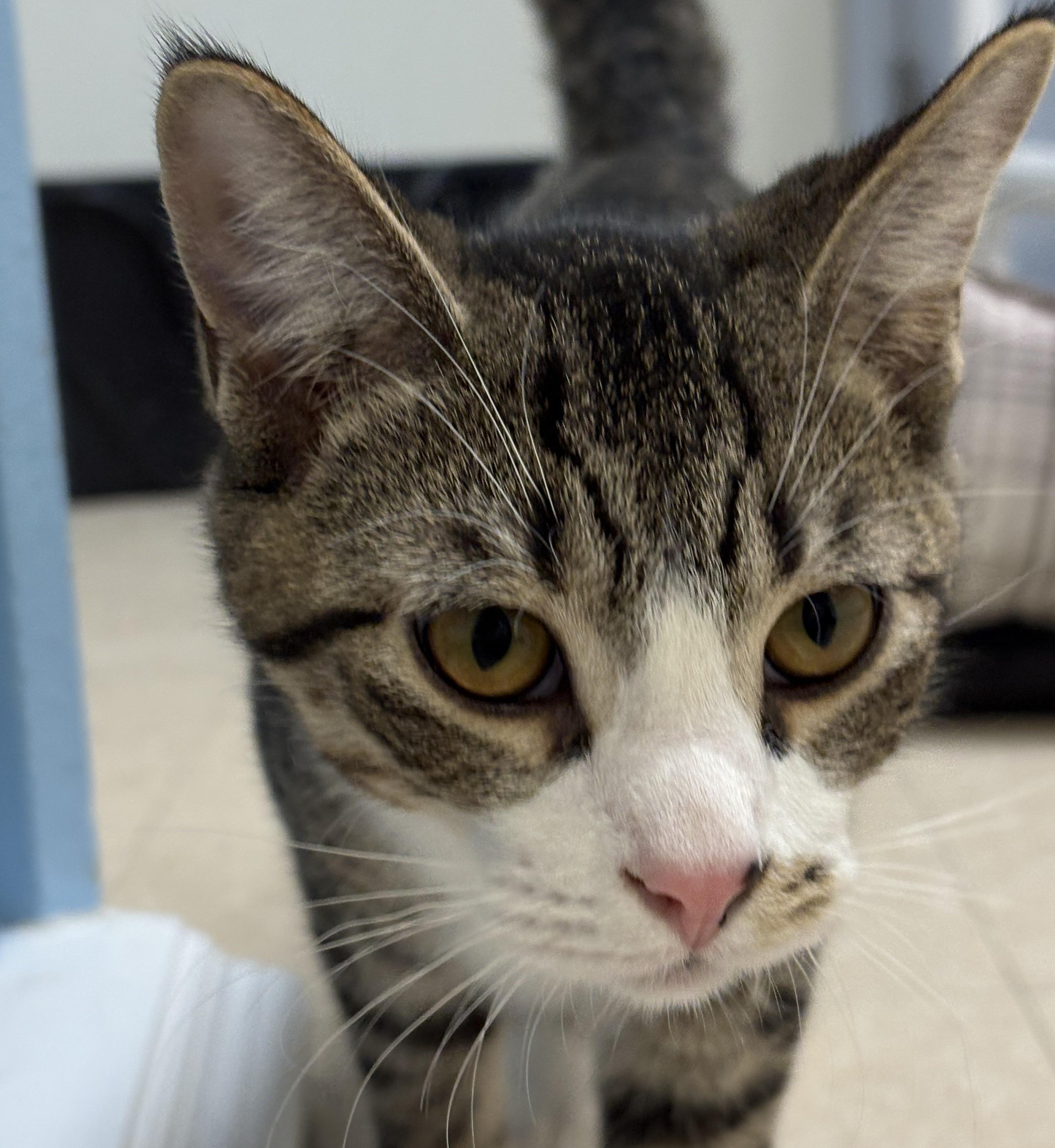 Turnip, ADOPTABLE, Young Male Domestic Short Hair.
