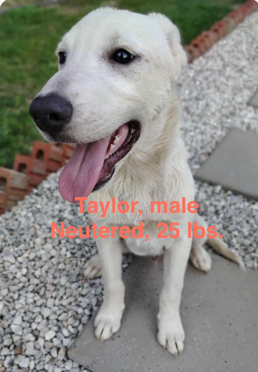 Taylor, Adoptable, Puppy Male German Shepherd Dog & Hound.