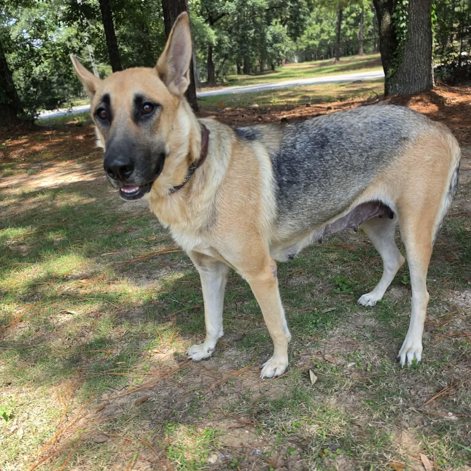 Enlarge Jenny, a Adoptable German Shepherd Dog in Southfield , MI image 3/6