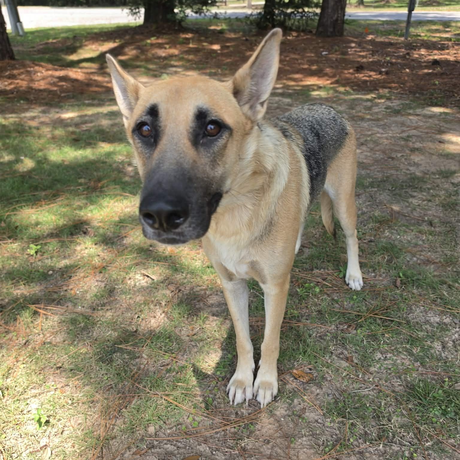 Enlarge Jenny, a Adoptable German Shepherd Dog in Southfield , MI image 2/6