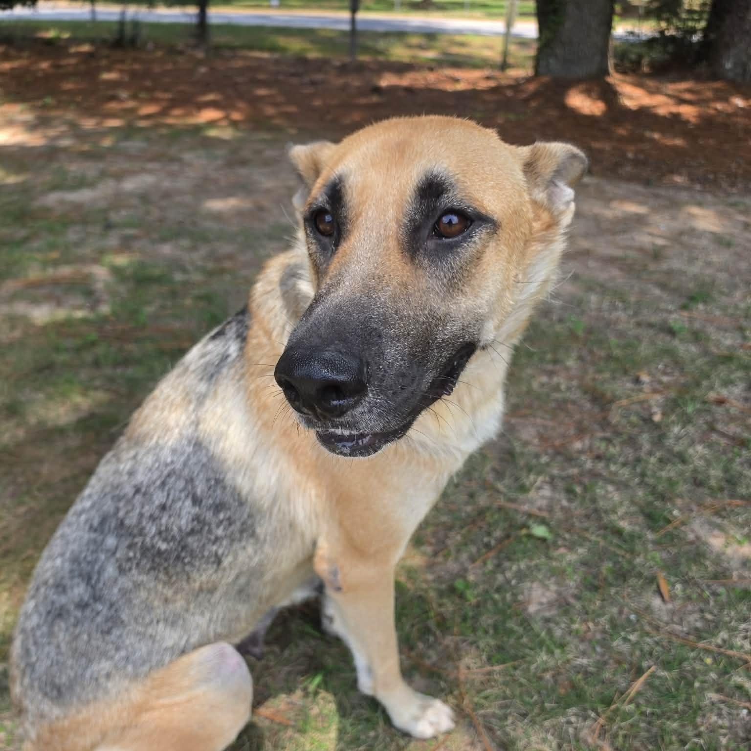 Enlarge Jenny, a Adoptable German Shepherd Dog in Southfield , MI image 4/6