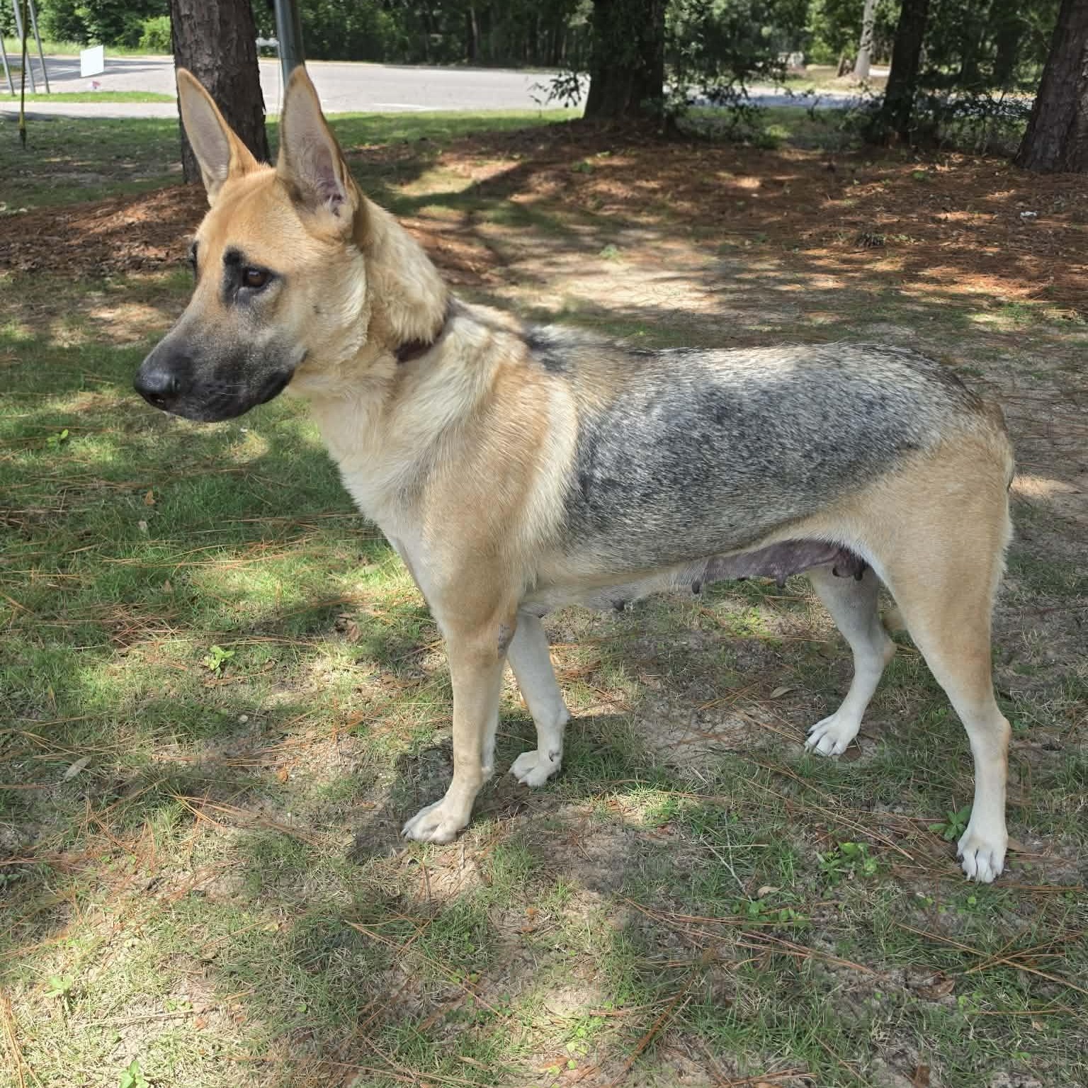 Enlarge Jenny, a Adoptable German Shepherd Dog in Southfield , MI image 6/6