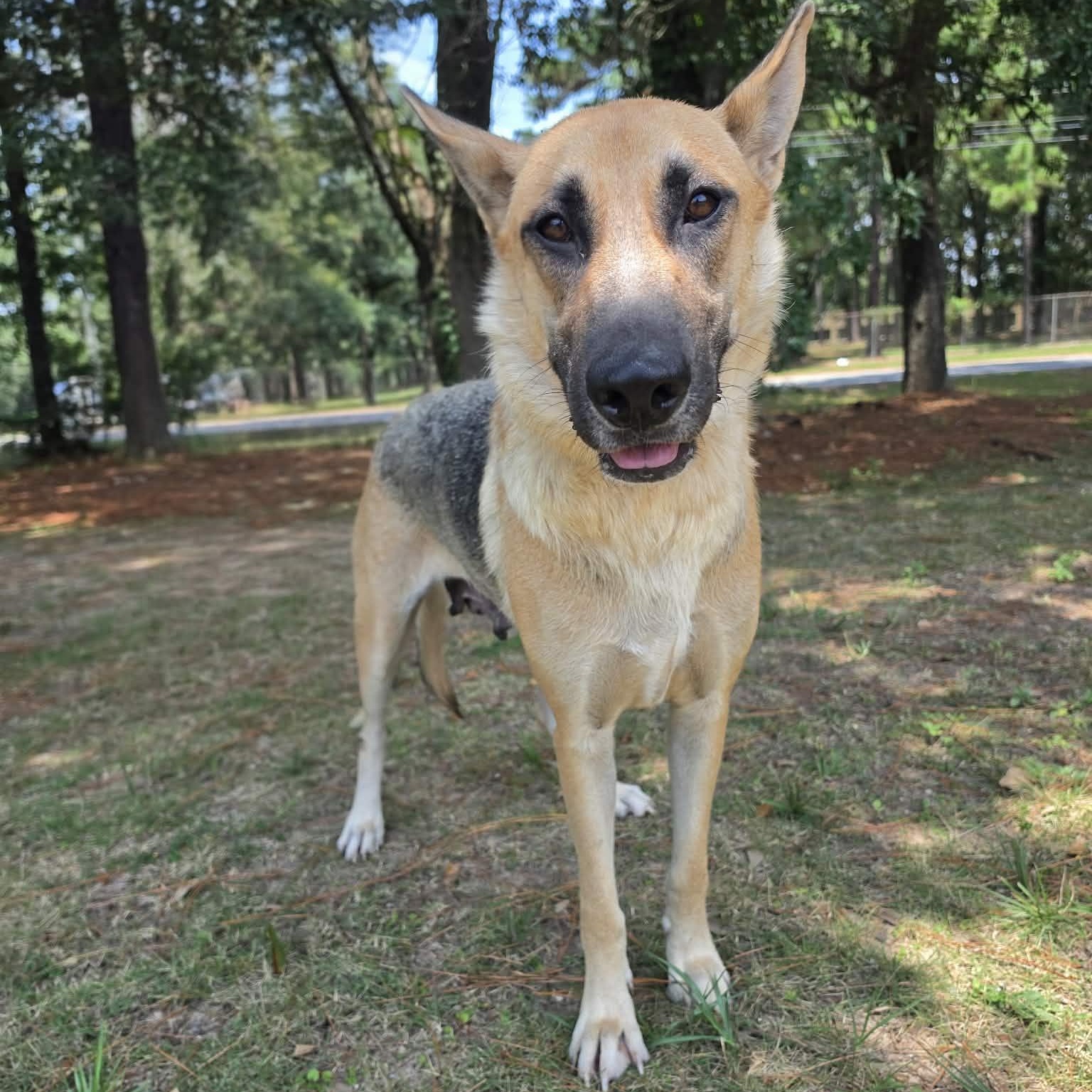 Enlarge Jenny, a Adoptable German Shepherd Dog in Southfield , MI image 1/6