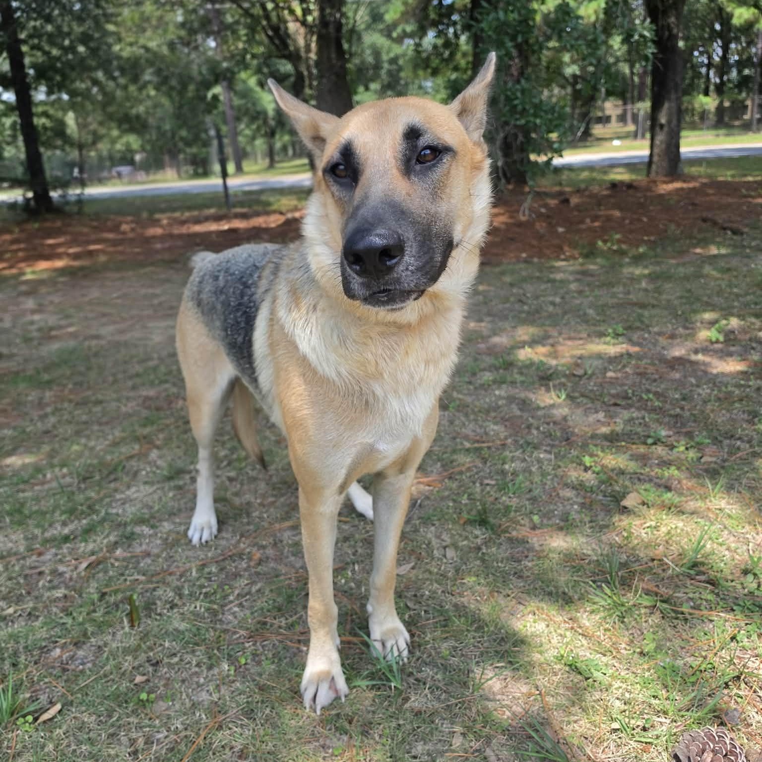 Enlarge Jenny, a Adoptable German Shepherd Dog in Southfield , MI image 5/6