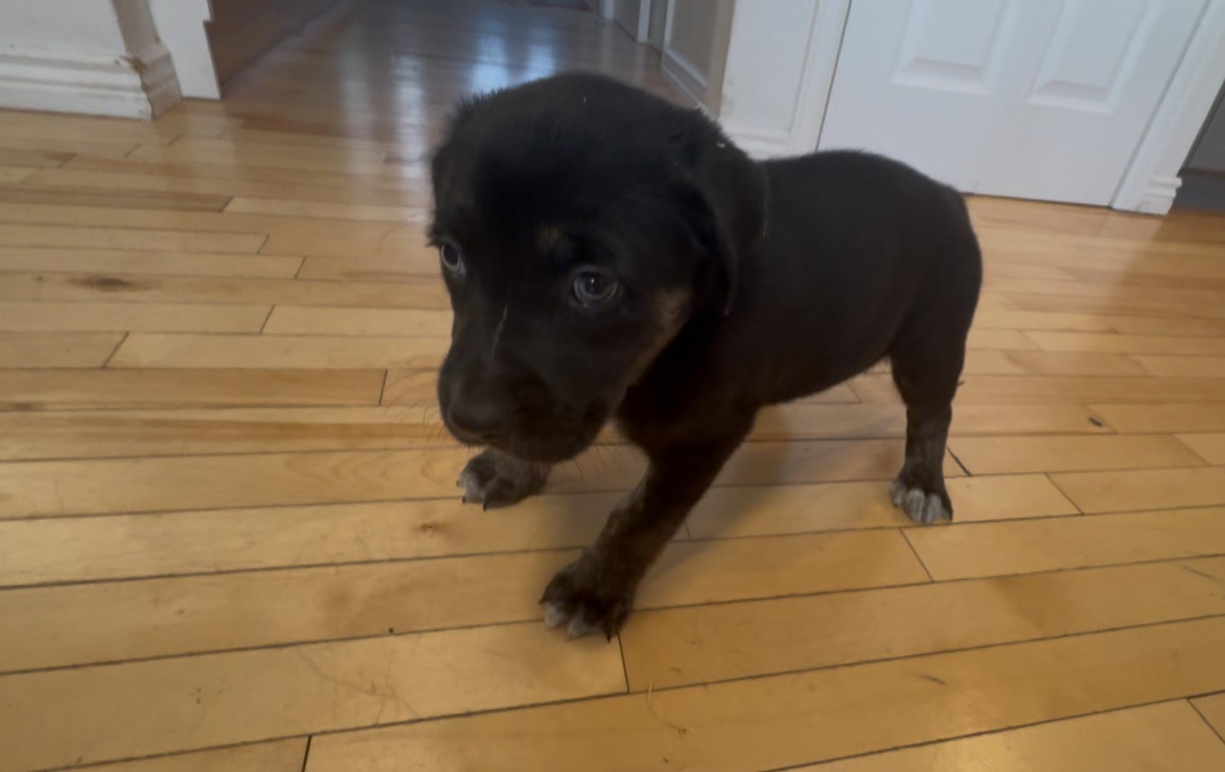 Enlarge Bo, a Adoptable mixed breed in Commerce City, CO image 5/6