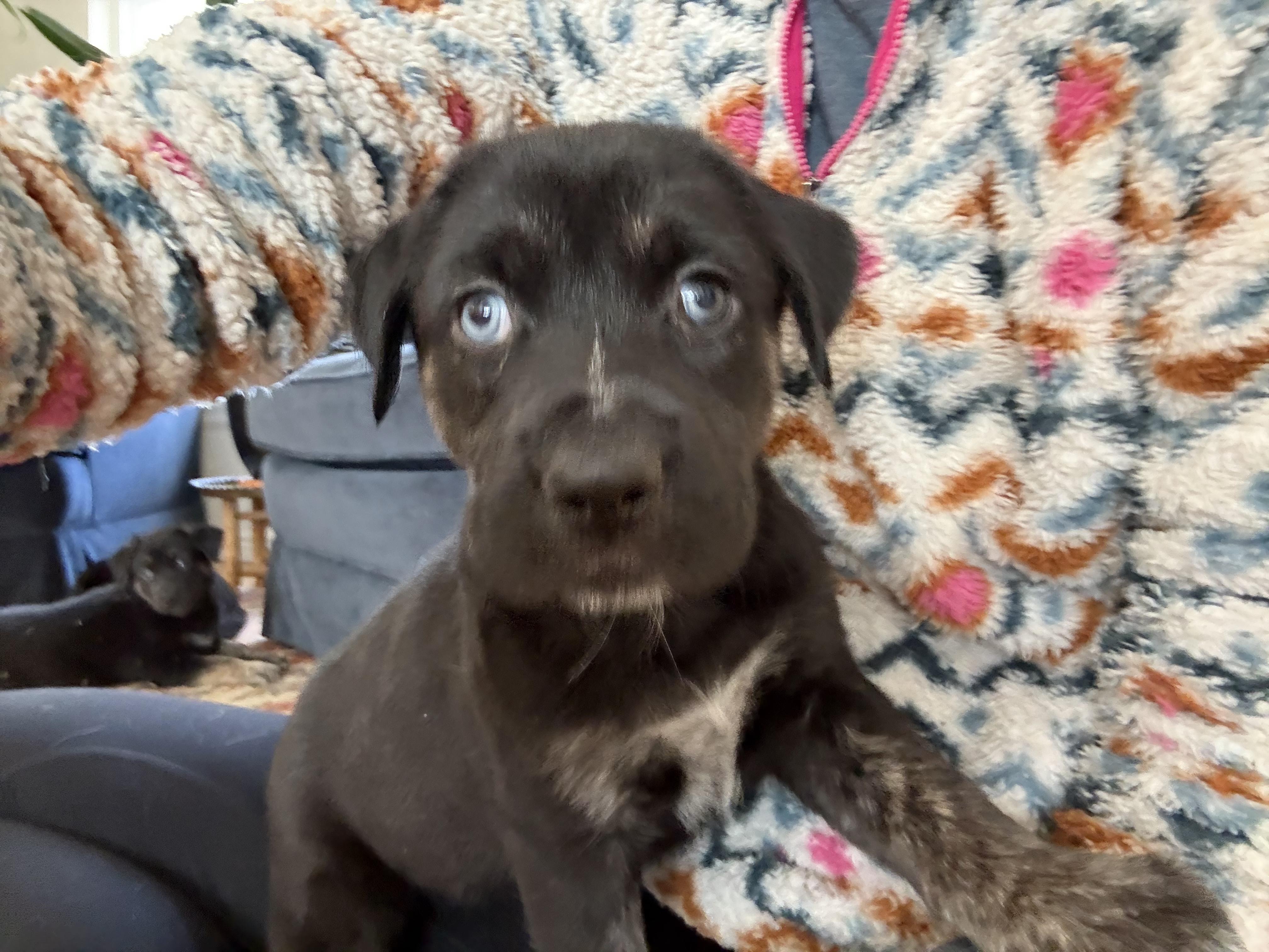 Enlarge Bo, a Adoptable mixed breed in Commerce City, CO image 1/6