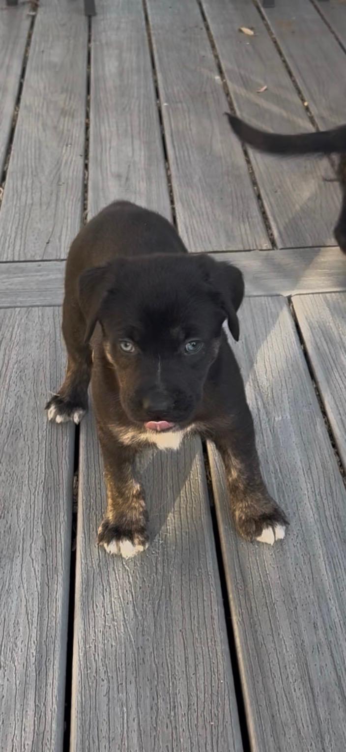 Enlarge Bo, a Adoptable mixed breed in Commerce City, CO image 2/6