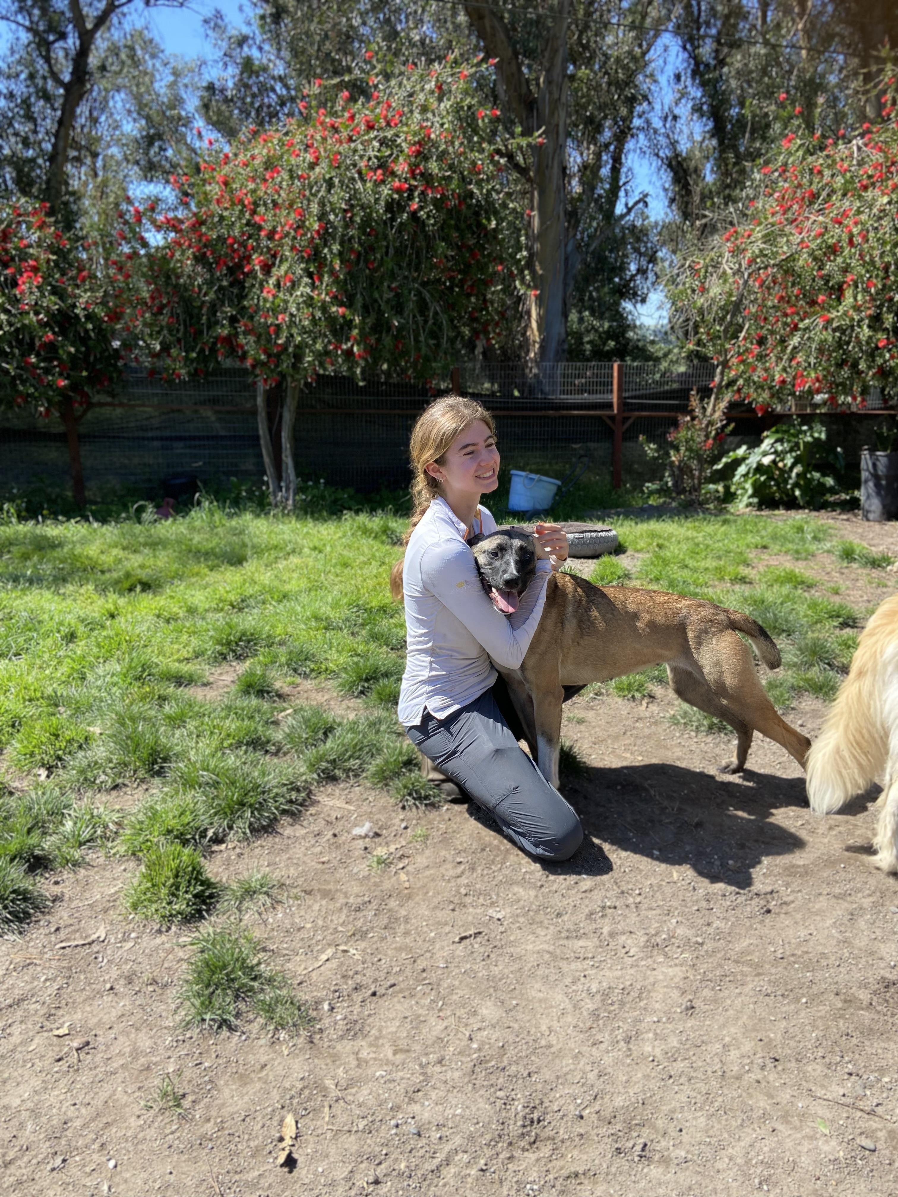 Nyx, a ADOPTABLE Belgian Shepherd / Malinois in Petaluma, CA image 6/6