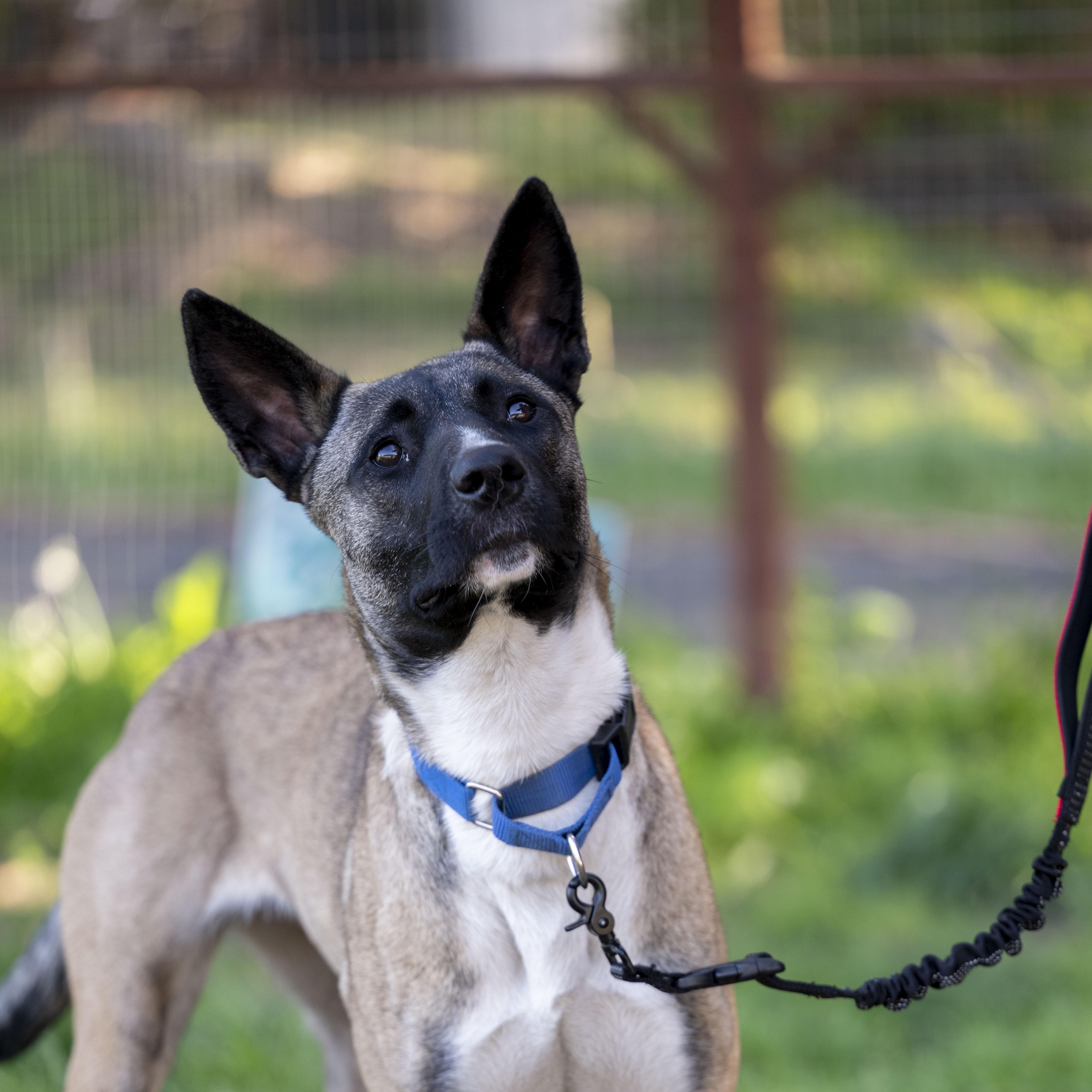 Enlarge Nyx, a ADOPTABLE Belgian Shepherd / Malinois in Petaluma, CA image 1/6