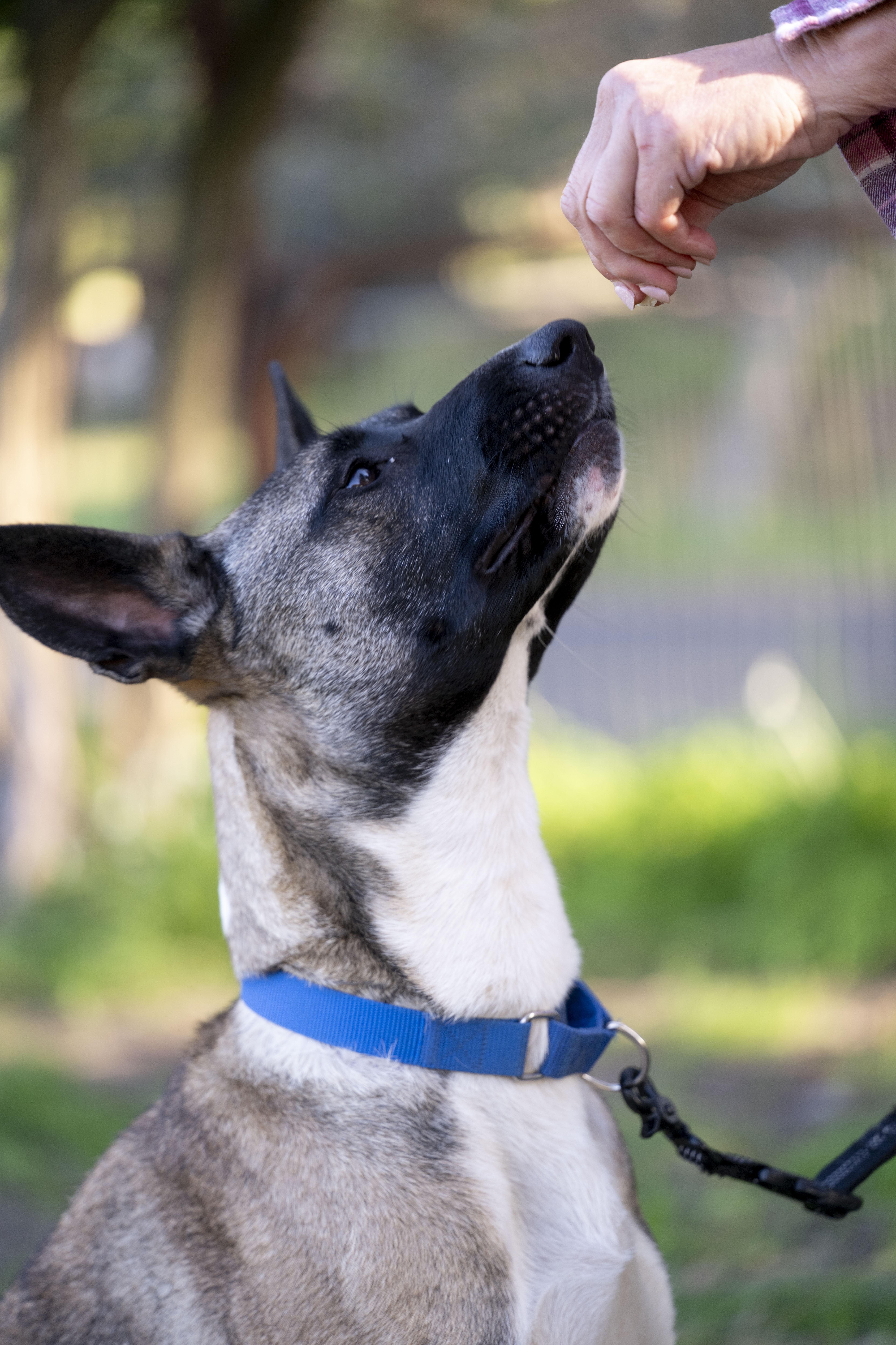 Enlarge Nyx, a ADOPTABLE Belgian Shepherd / Malinois in Petaluma, CA image 3/6