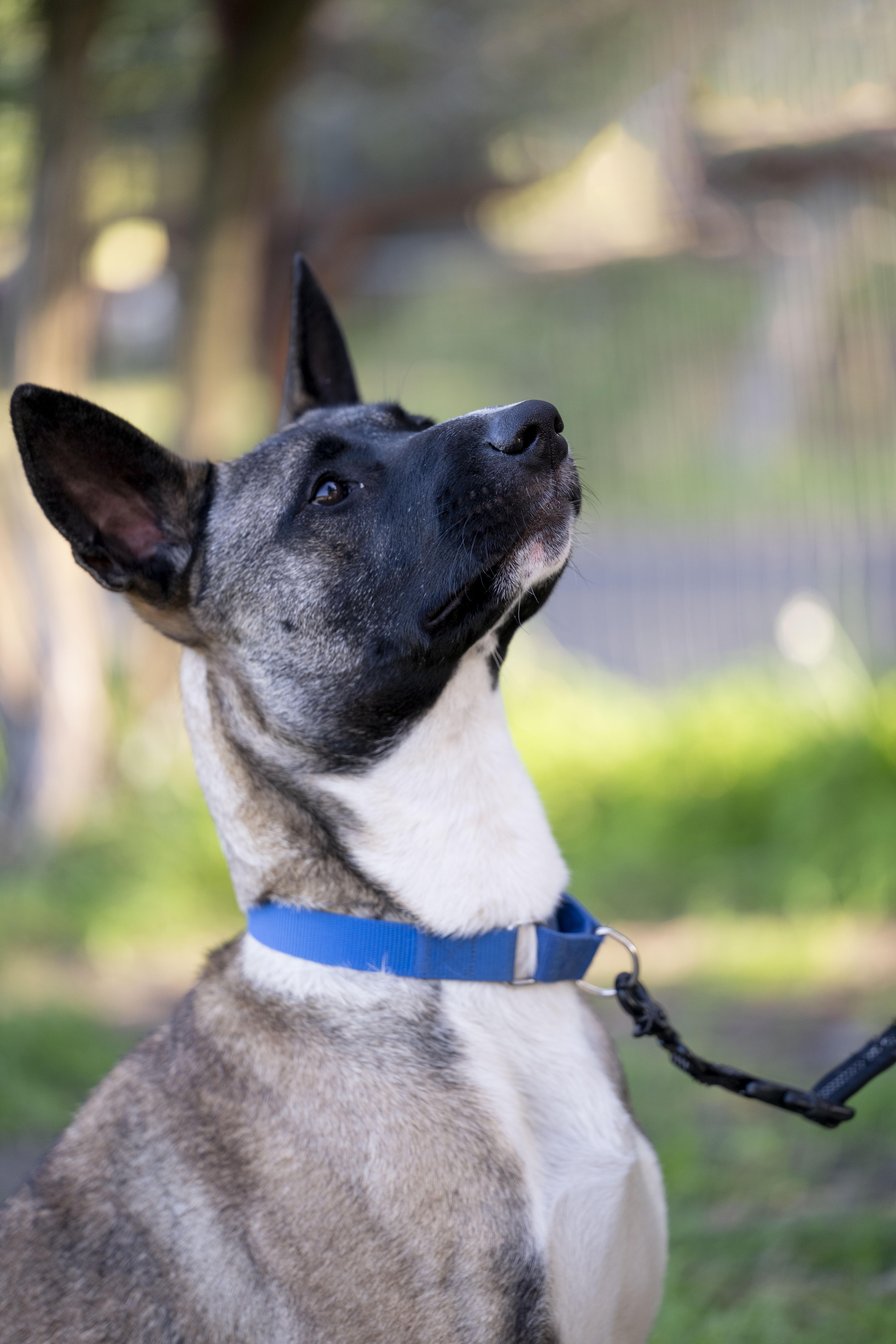 Enlarge Nyx, a ADOPTABLE Belgian Shepherd / Malinois in Petaluma, CA image 2/6
