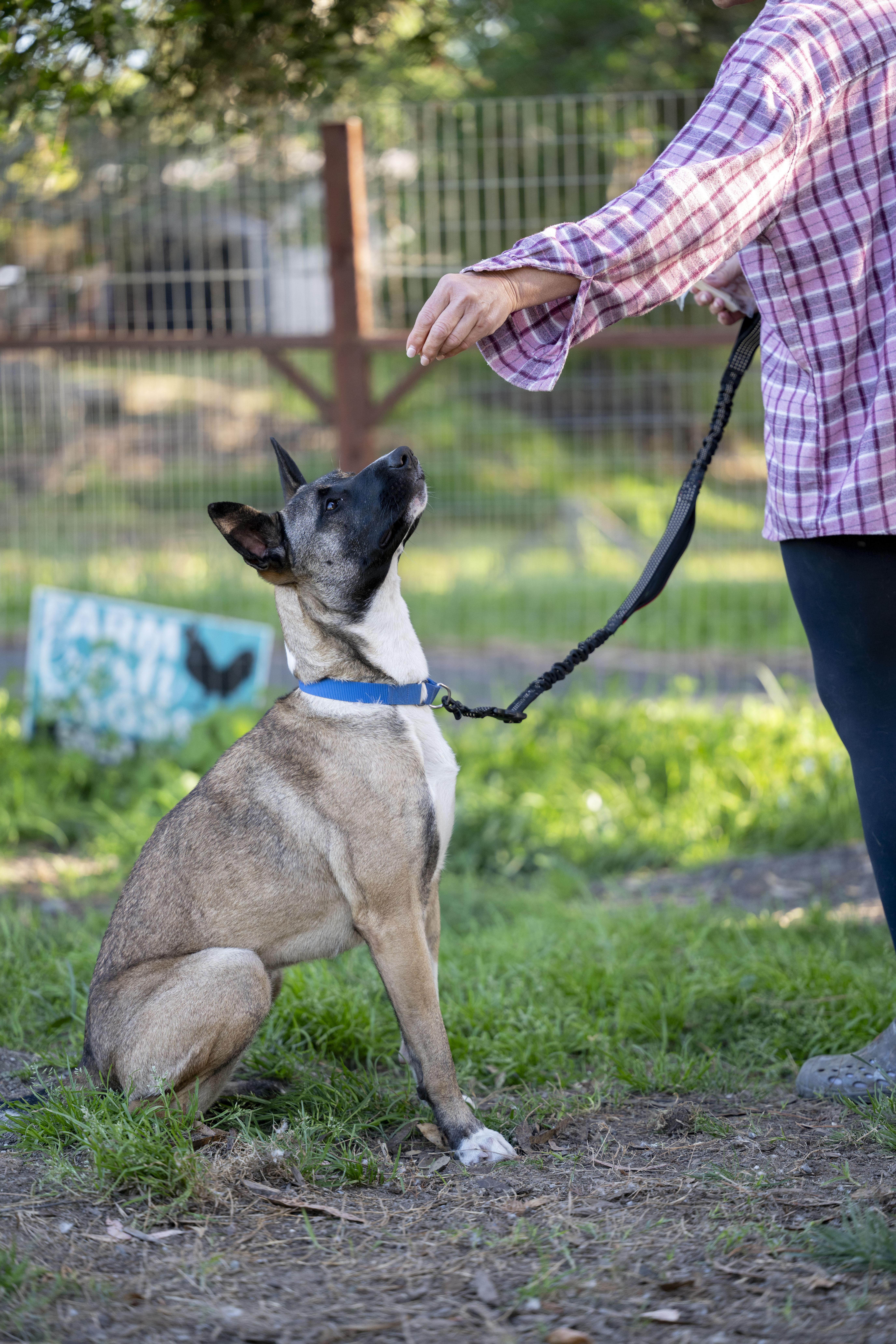 Enlarge Nyx, a ADOPTABLE Belgian Shepherd / Malinois in Petaluma, CA image 4/6
