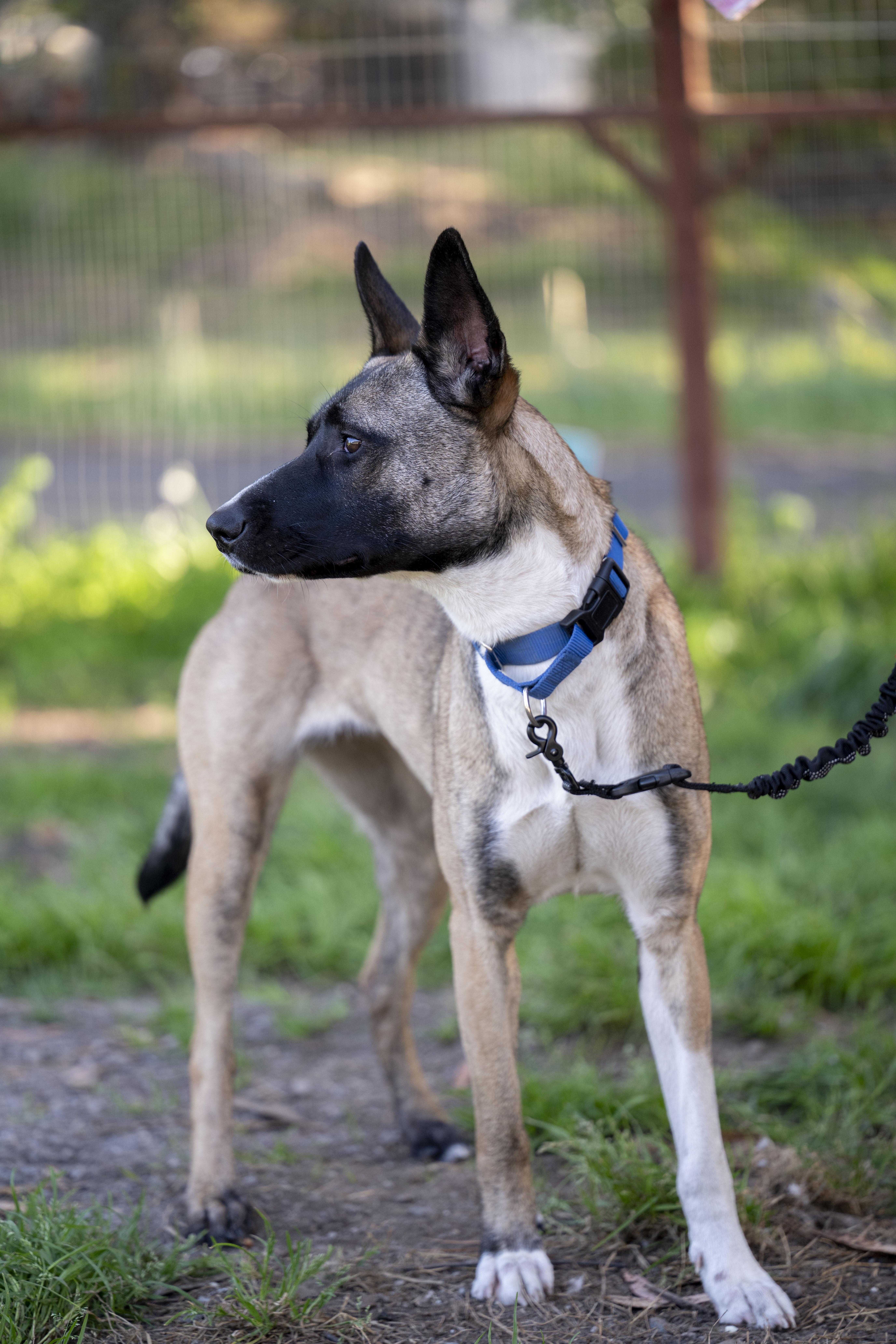 Enlarge Nyx, a ADOPTABLE Belgian Shepherd / Malinois in Petaluma, CA image 5/6