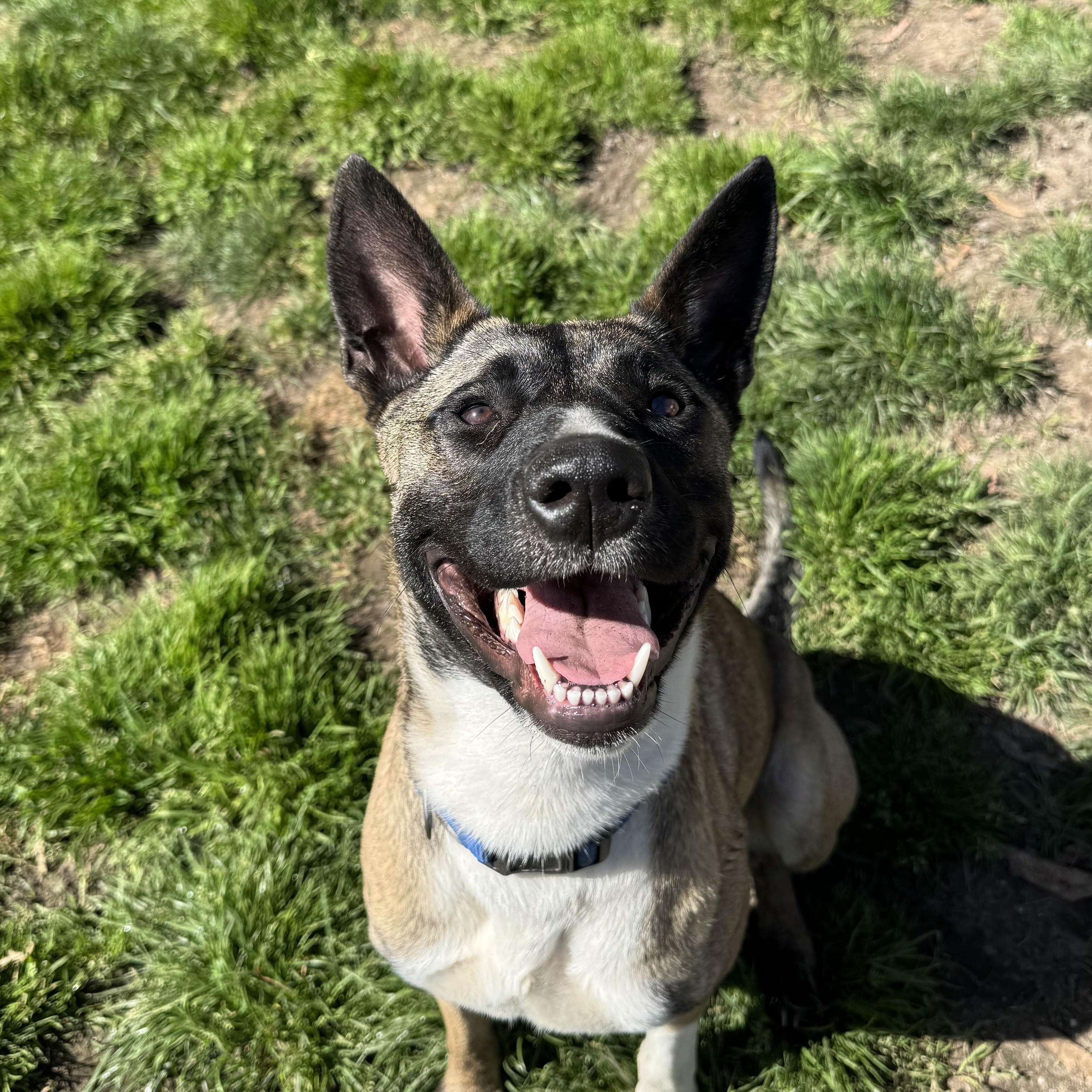 Nyx, ADOPTABLE, Young Female Belgian Shepherd / Malinois.