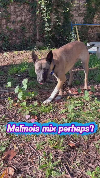 Enlarge Nyx, a ADOPTABLE Belgian Shepherd / Malinois in Petaluma, CA video 6/6