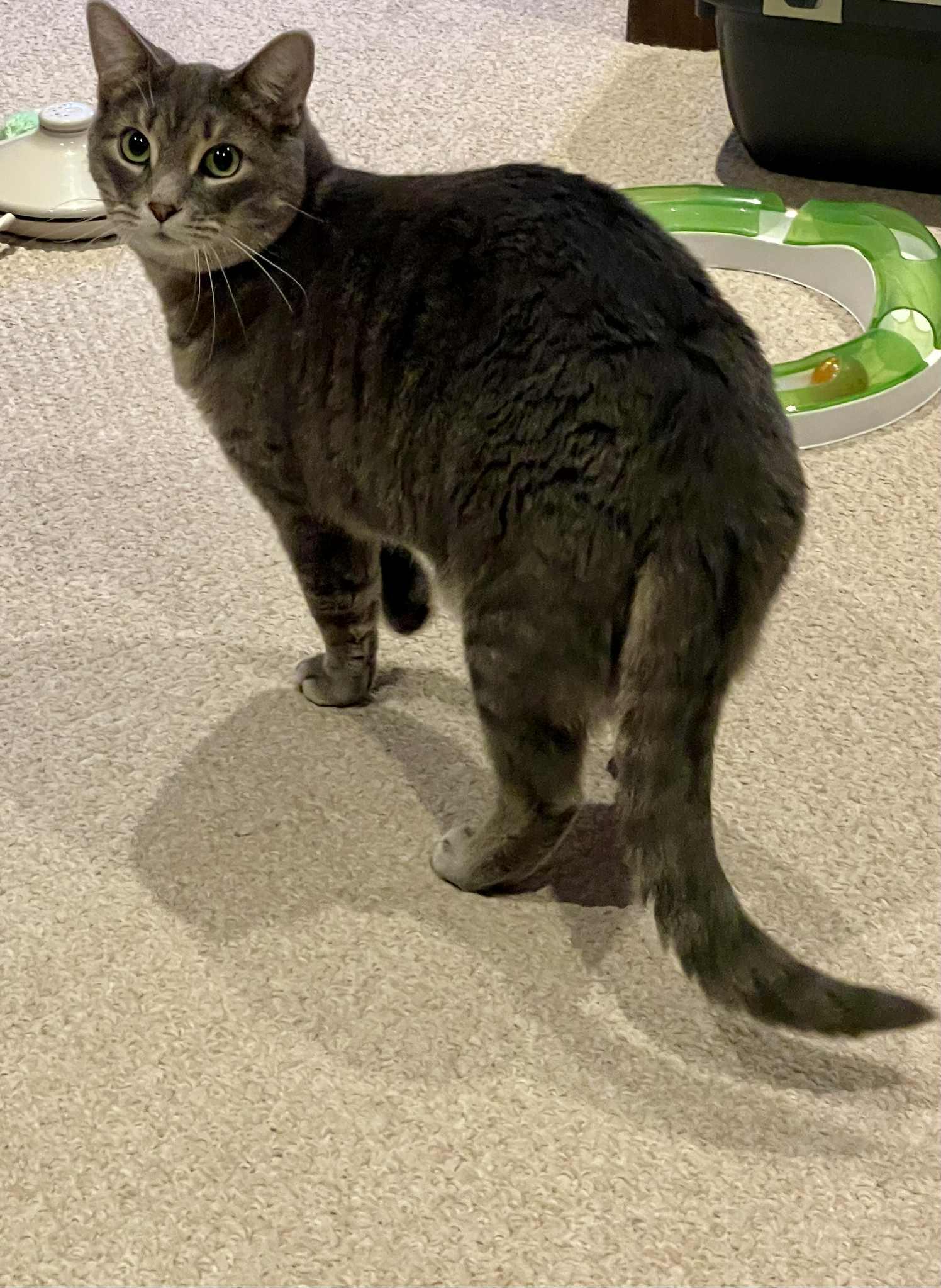 Enlarge Bebe, a Adoptable Tabby in Orleans, ON image 1/3