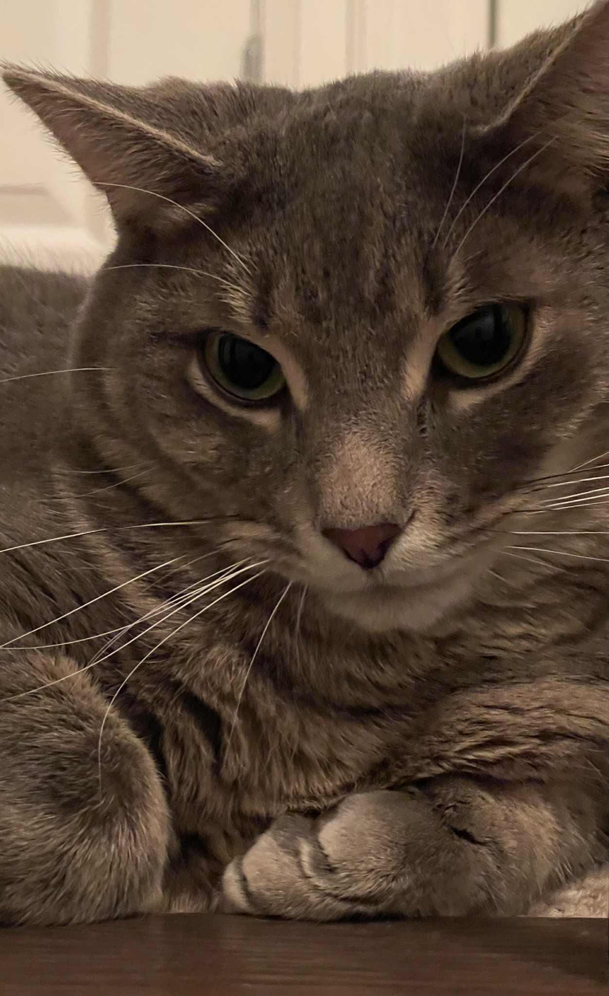 Enlarge Bebe, a Adoptable Tabby in Orleans, ON image 2/3