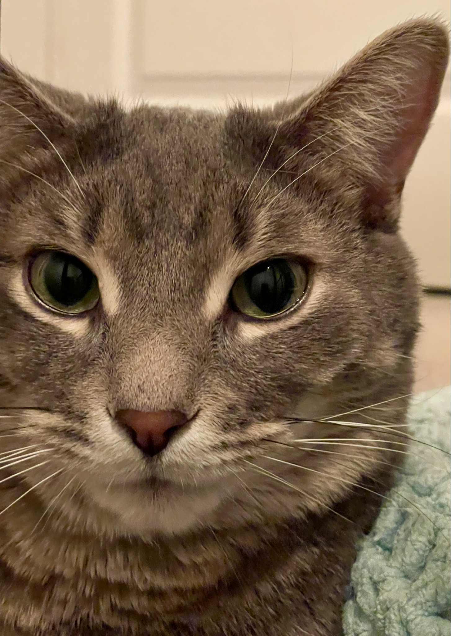 Enlarge Bebe, a Adoptable Tabby in Orleans, ON image 3/3